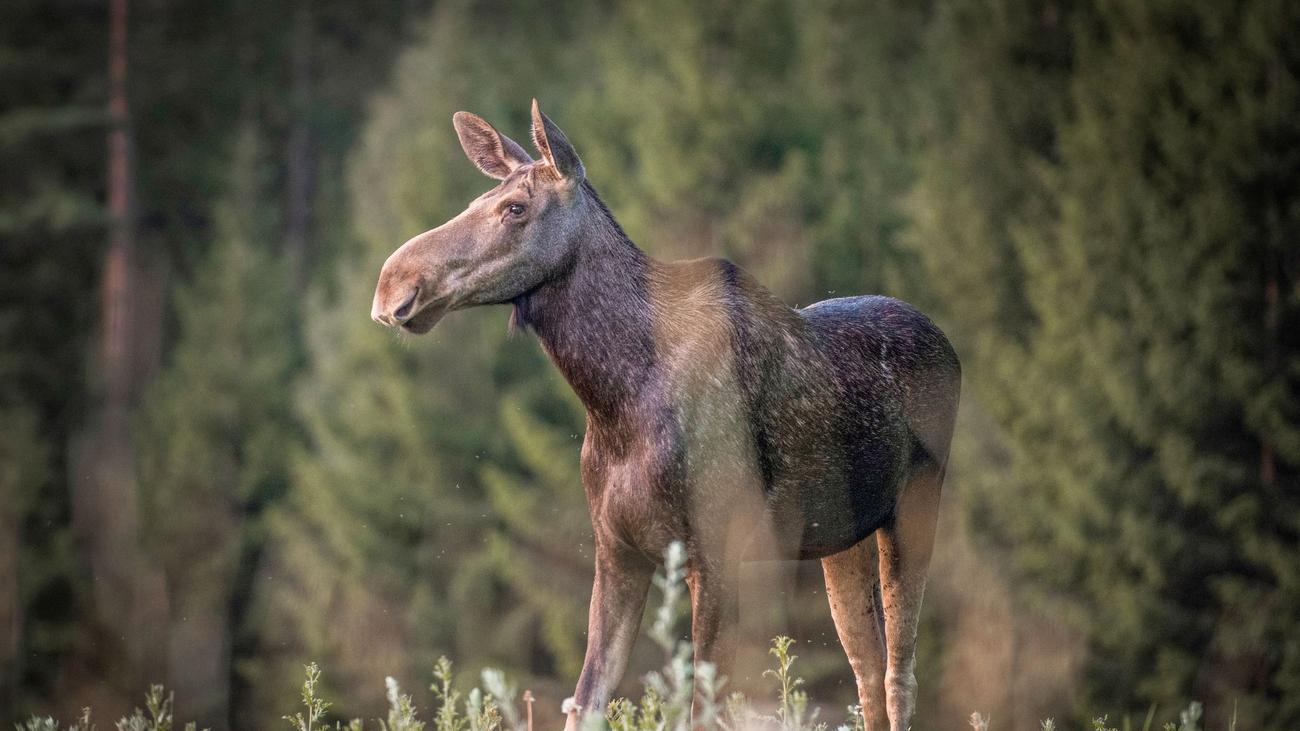 Entschleunigung: Die große Elchwanderung: Warum die Schweden «Slow TV» lieben