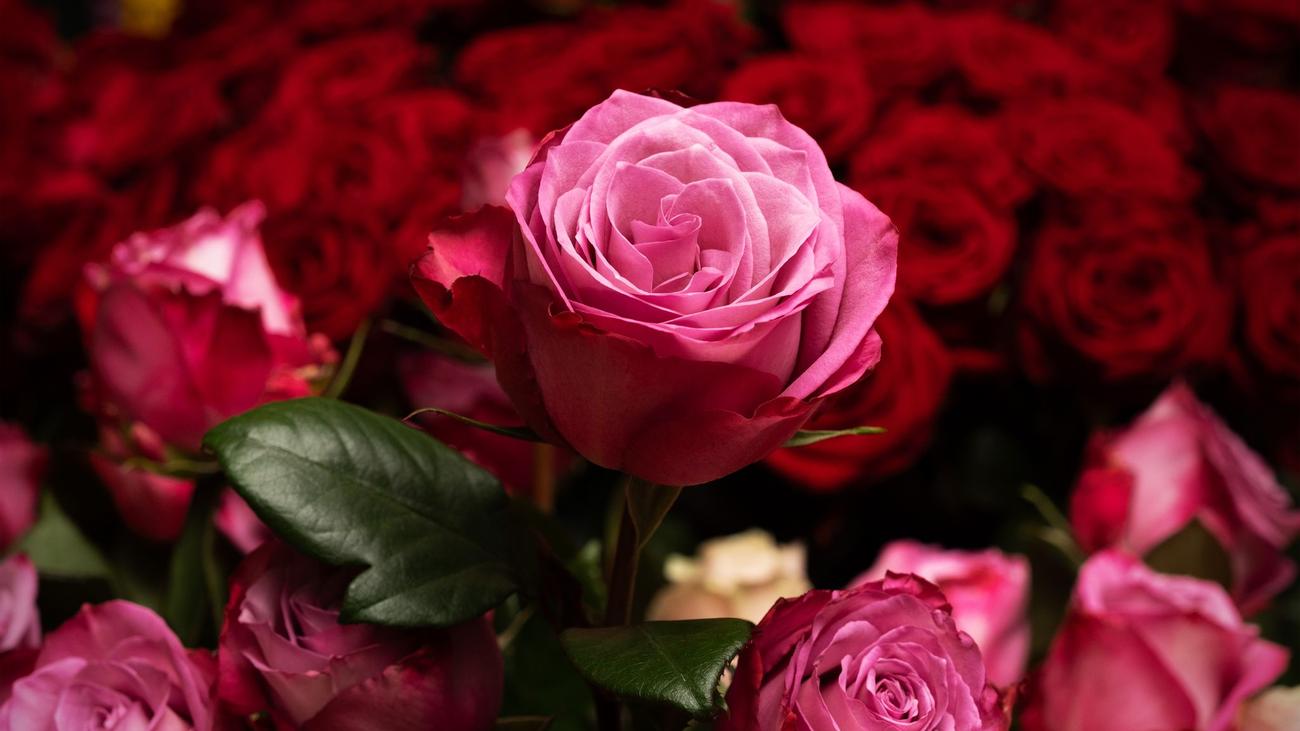 Einzelhandel: In Deutschland werden deutlich weniger Schnittblumen gekauft