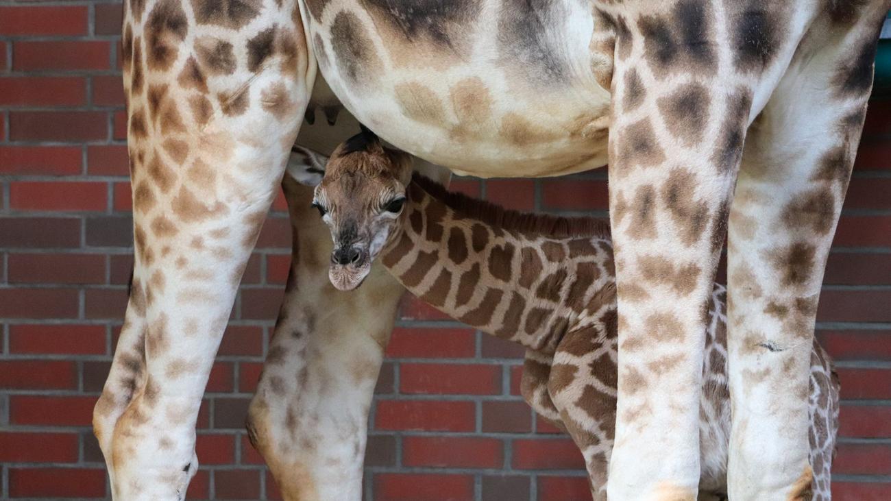 Tiere: Langhalsiger Nachwuchs: Giraffen-Bulle im Tierpark geboren