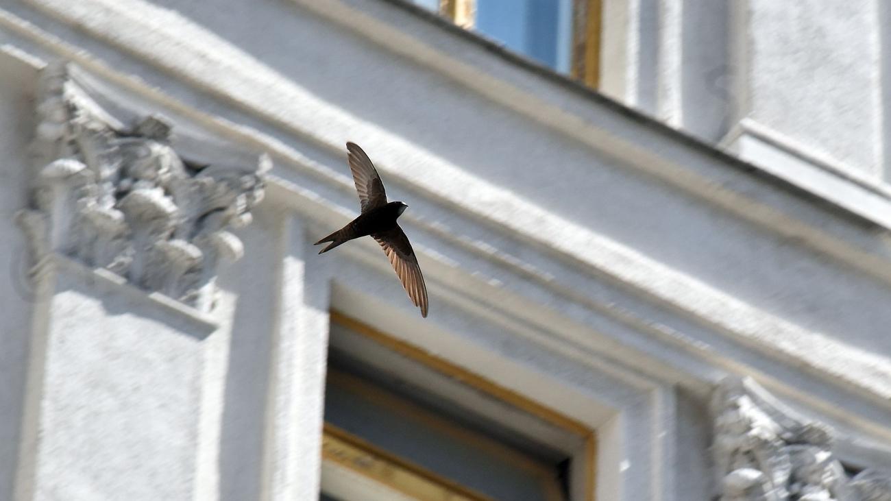 Vögel: Mauersegler kommen zurück: Wohnungsnot und Nahrungsmangel