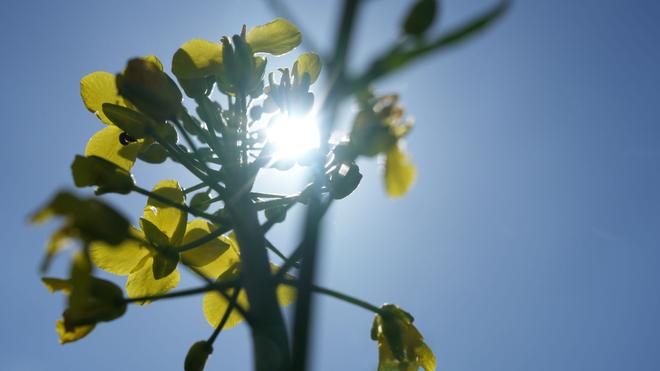 Wetter: Nach früher Kälte klettern die Temperaturen heute auf Werte zwischen 18 und 20 Grad. Der Samstag verspricht sommerliche Temperaturen. (Archivbild)