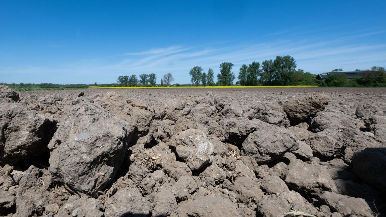 Kein Regen: Trockenheit setzt Böden teils zu – Waldbrandgefahr steigt