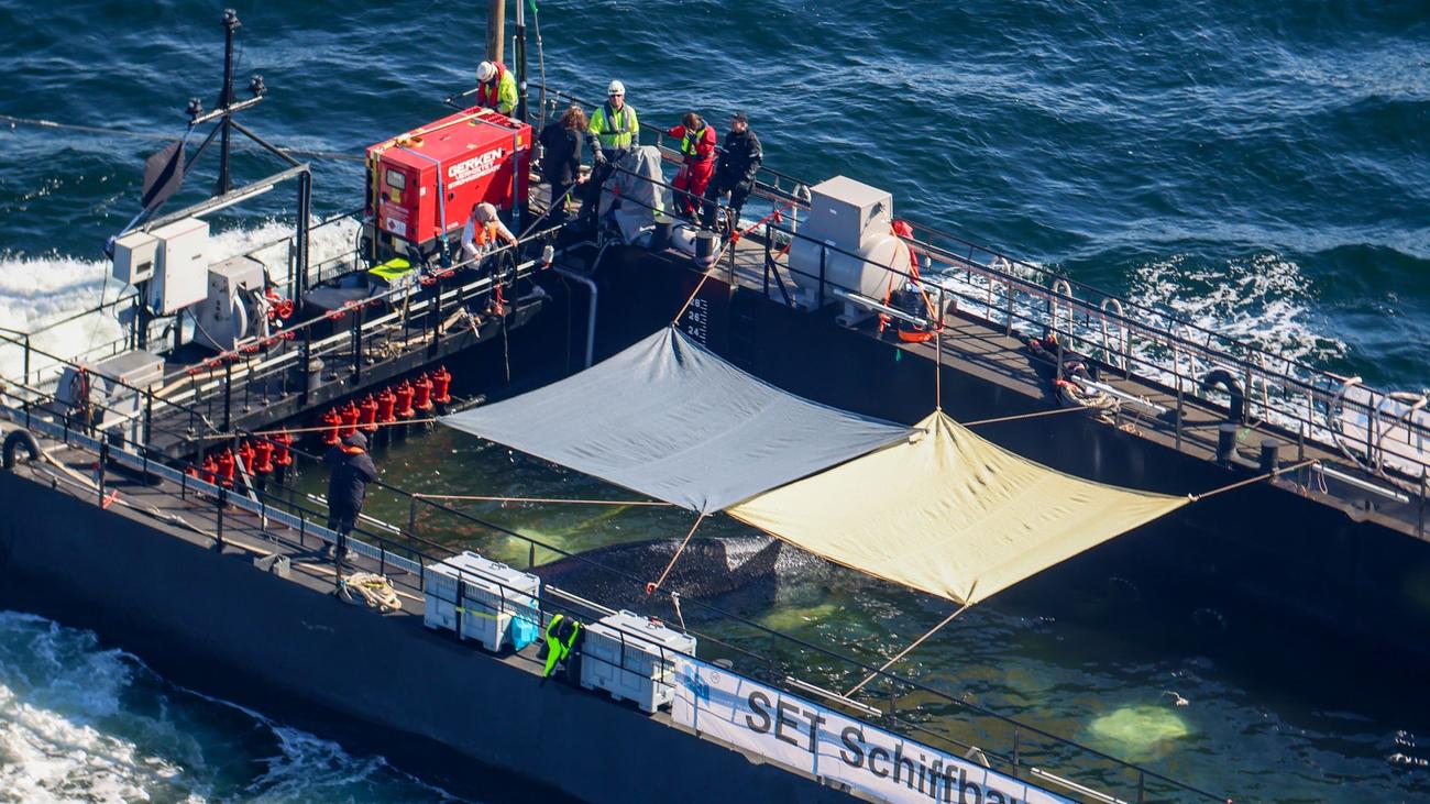 Abtransportierter Buckelwal: Einen Wal Aufpäppeln in einer Station - ist das realistisch?