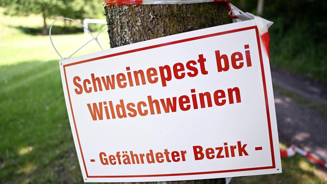 Schutzmaßnahmen: ASP-infiziertes Wildschwein nahe Grenze zu Hessen gefunden