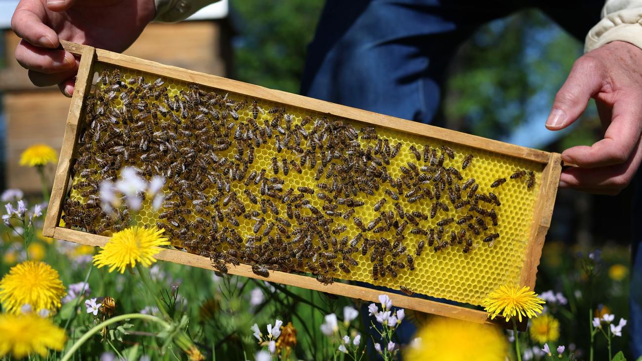 Tiere: Neuer Parasit bedroht bald Bayerns Bienen