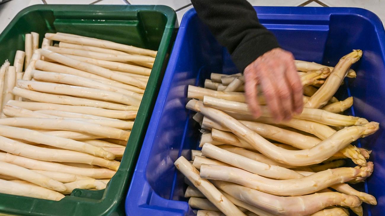 Saisongemüse: Spargel-Ernte im April unter dem Vorjahr