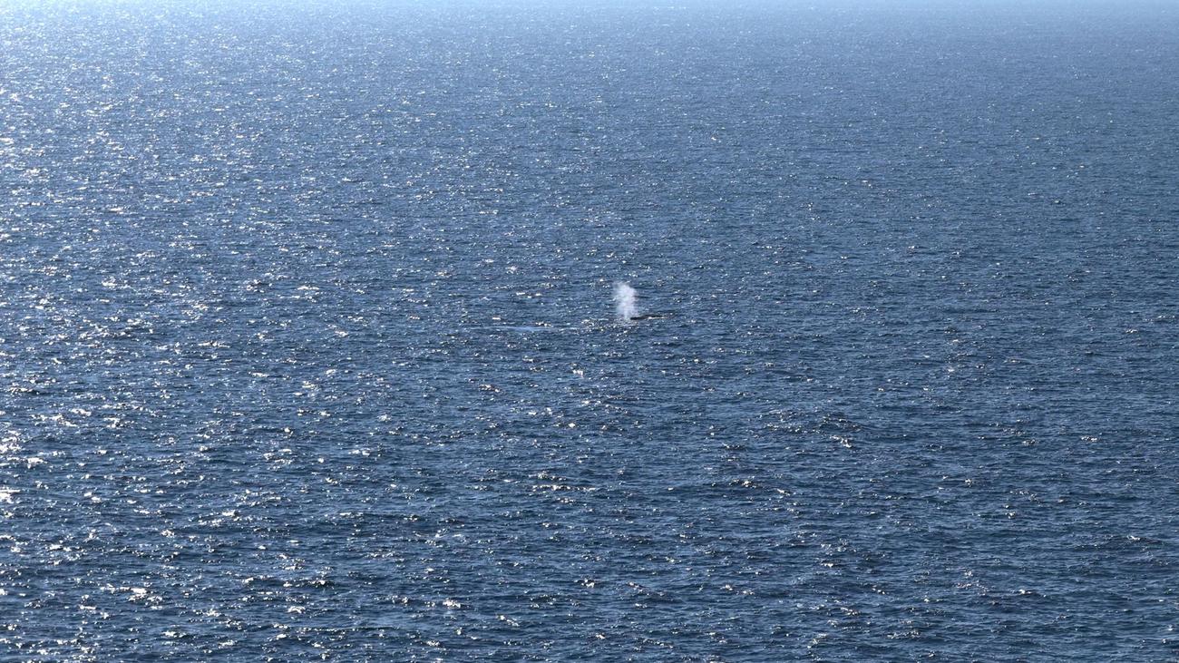 Private Transport-Aktion: Wal wieder im Meer - aber bisher keine Senderdaten