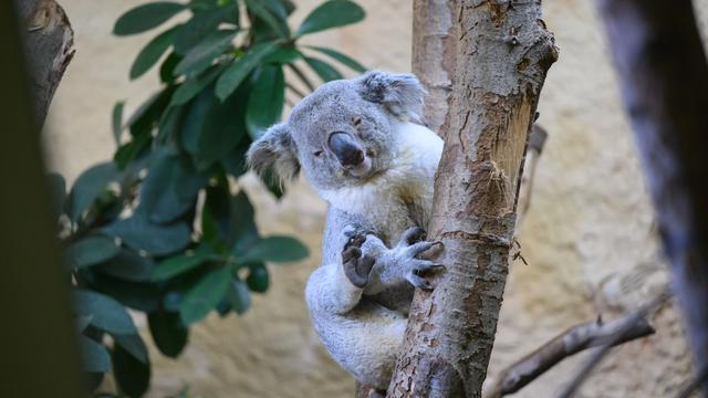 Tiere: Neues Koala-Männchen aus NRW zieht in Dresdner Zoo ein