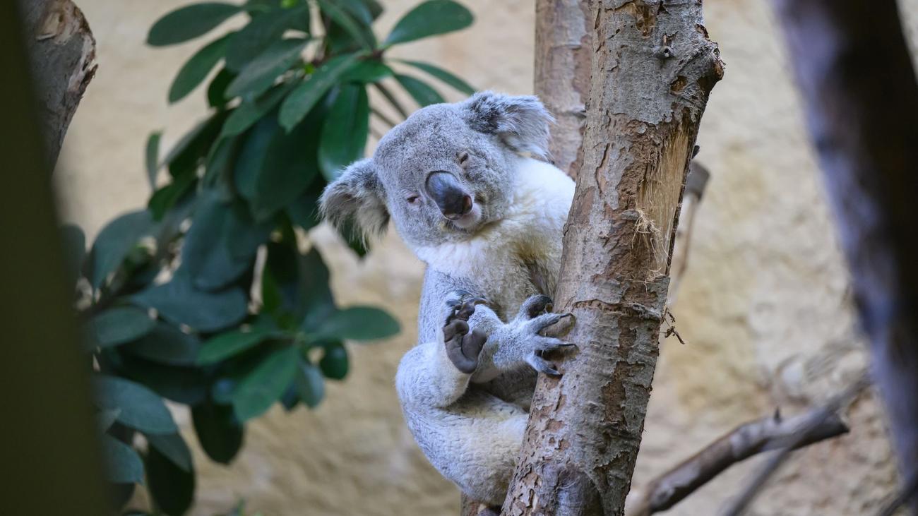 Tiere: Neues Koala-Männchen aus NRW zieht in Dresdner Zoo ein