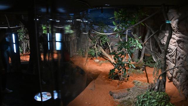Verletzungen im Zoo: Rätselhafte Angriffe in der Wilhelma: Bereich bleibt zu