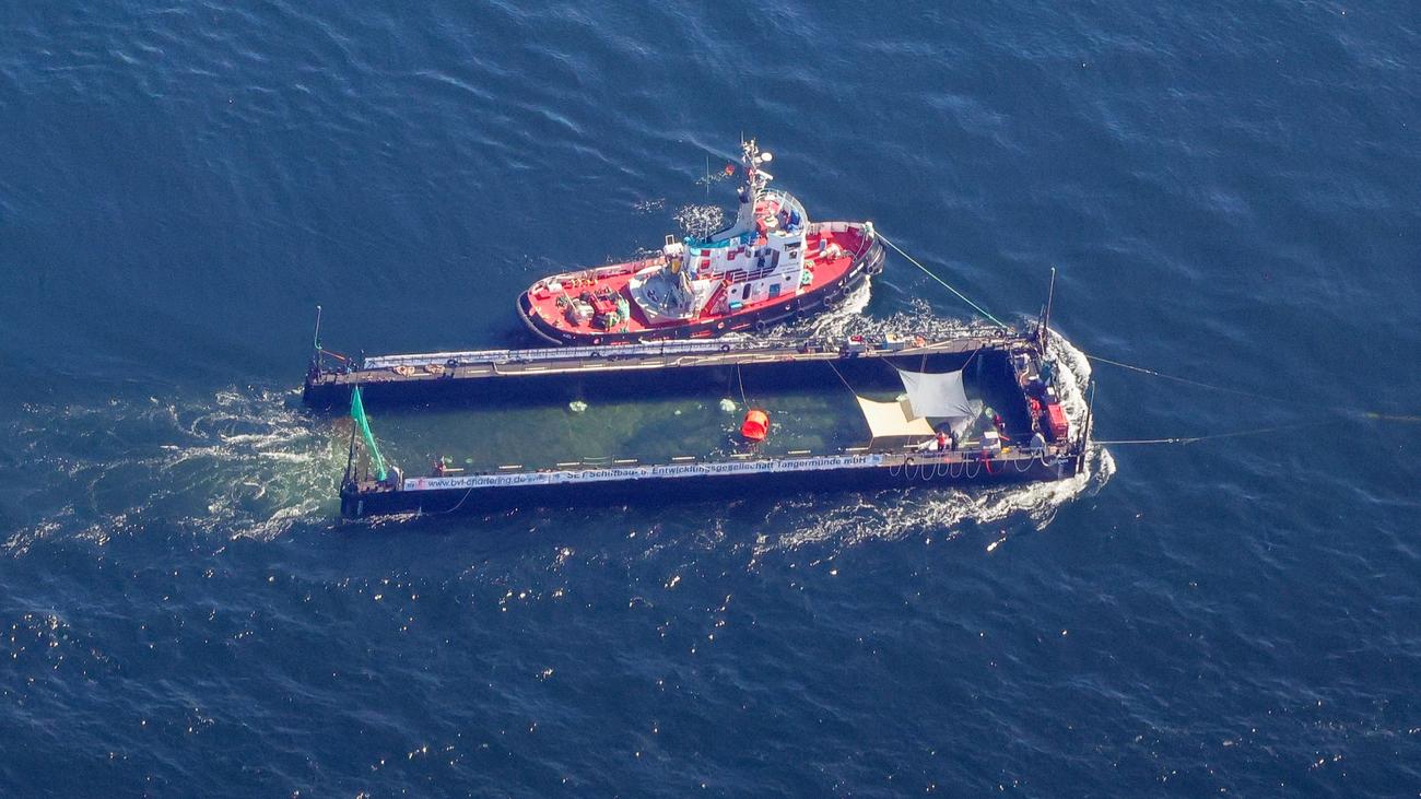 Gestrandeter Buckelwal: Schlepper kommt nach Wal-Transport in Cuxhaven an