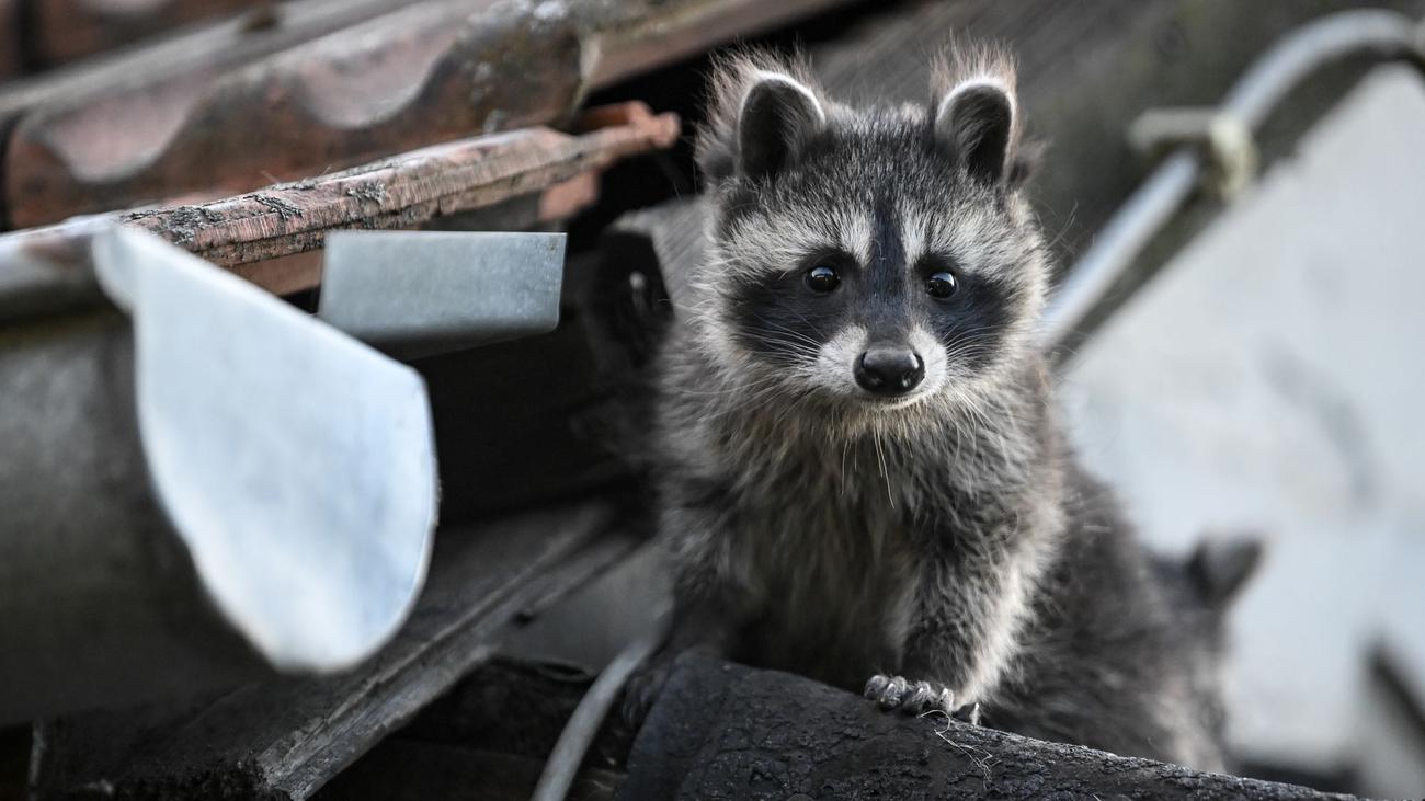 Tiere in MV: Waschbären vermehren sich rasant - und bedrohen andere Tiere