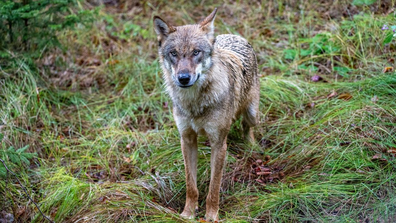 Tiere: Wolf in Füssener Innenstadt gesehen