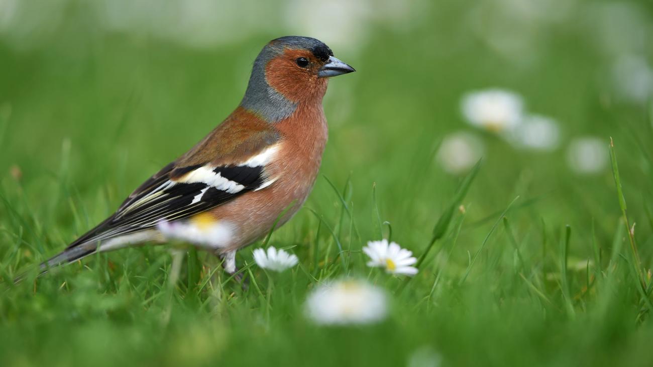 Mitmachaktion: Im Dienst des Naturschutzes – Bürger sollen Vögel zählen