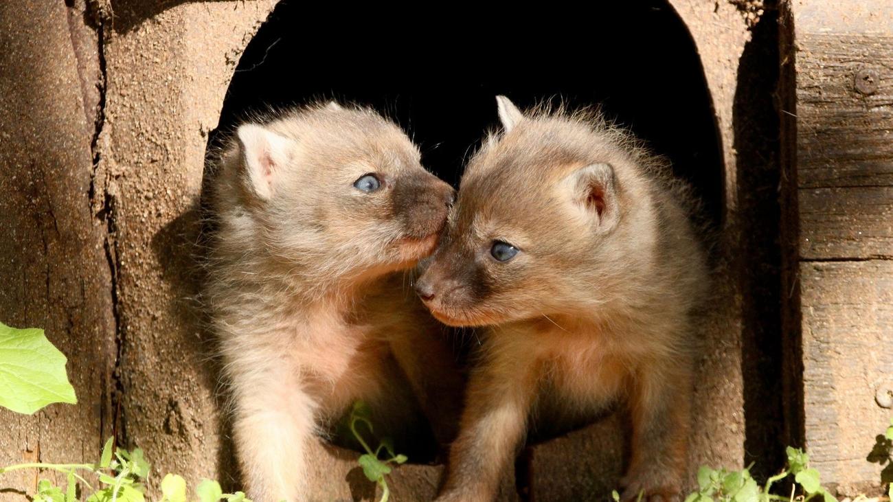 Tiere: Korsak im Chemnitzer Tierpark mit Nachwuchs