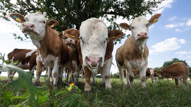 Tiere: Drei Kühe sind von einem Regionalexpress erfasst worden und verendet. (Symbolbild)