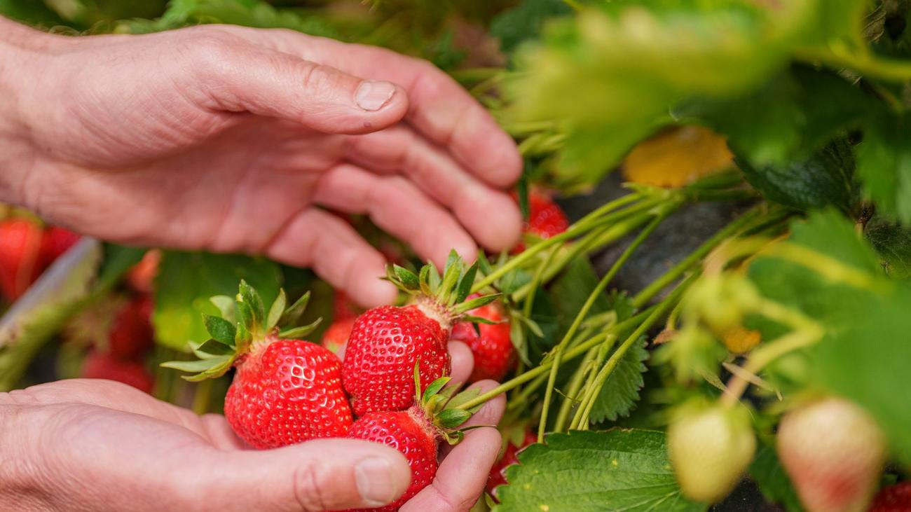 Heimisches Obst: Rot, süß und gesund: Wie die Erdbeersaison in Hessen startet