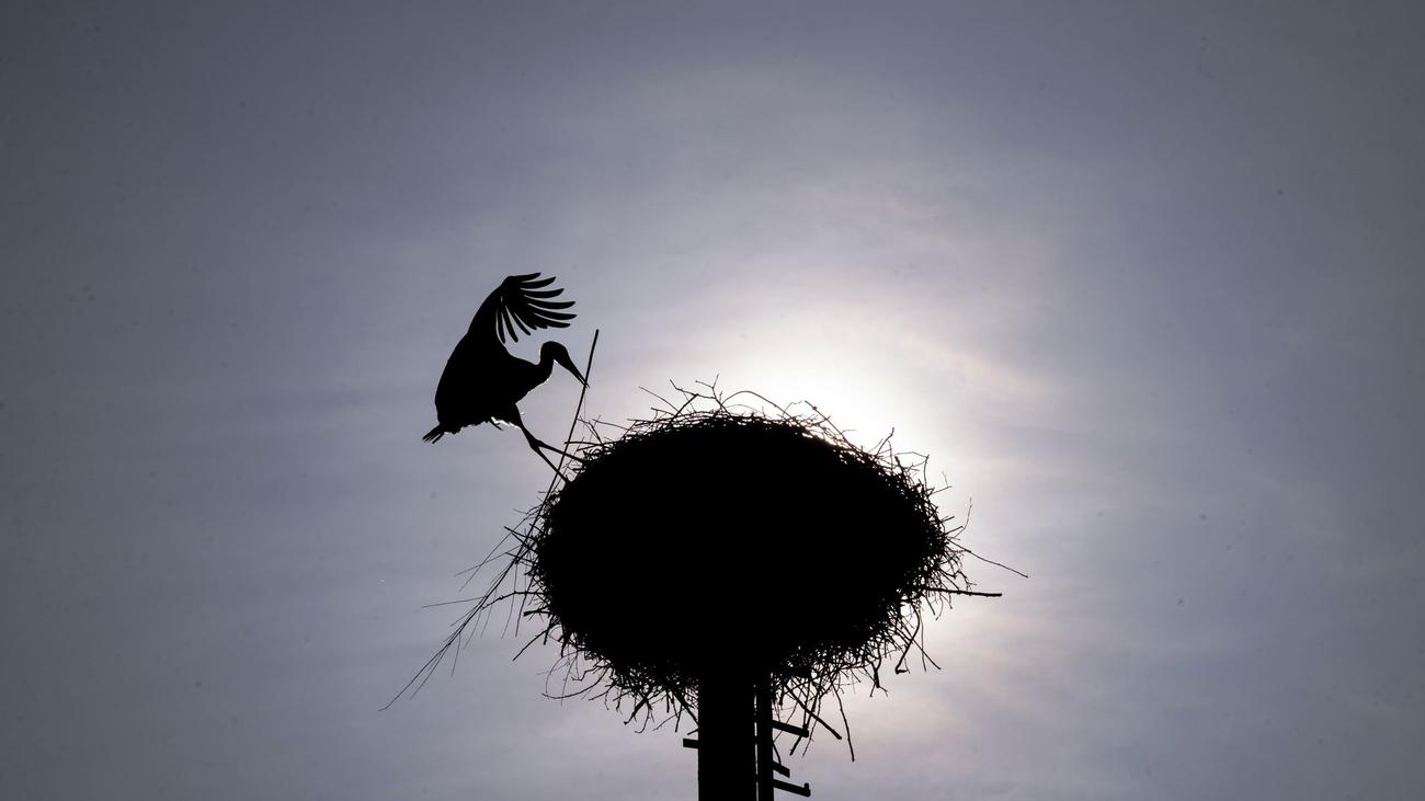 Ermittlungen: Toter Storch in Braak: 61-jähriger Mann ist tatverdächtig