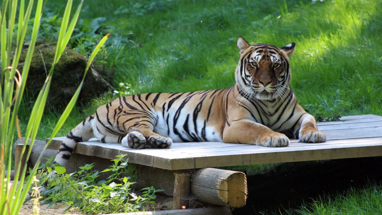Filmtier: Tumor an der Pfote: Tigerin im Tierpark Gotha gestorben