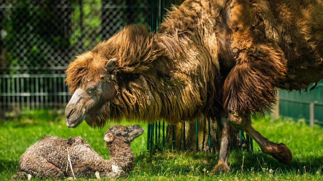 Zootiere: Weiteres Trampeltier im Opel-Zoo geboren