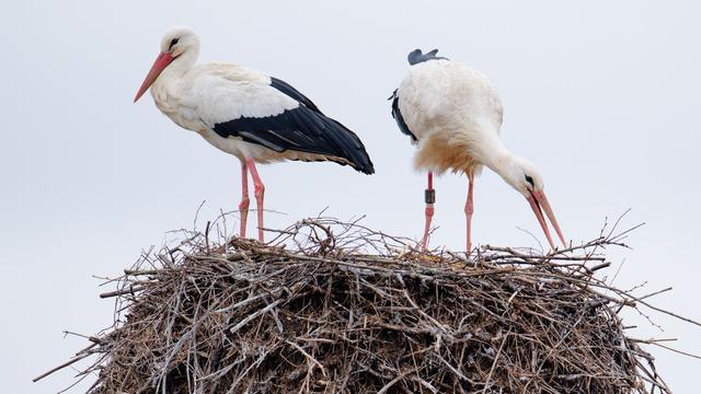 Umwelt: Kein Horst auf dem Strommast – So werden Störche geschützt