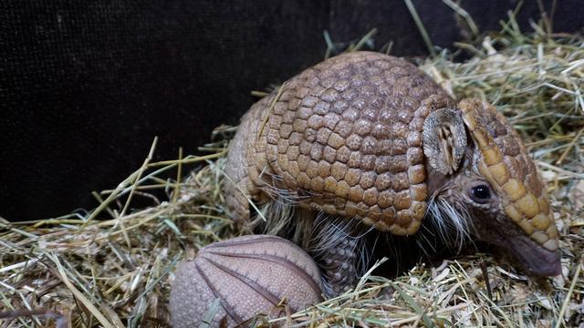 Im Tiergarten: Seltener Nachwuchs bei Südlichen Kugelgürteltieren in Kleve