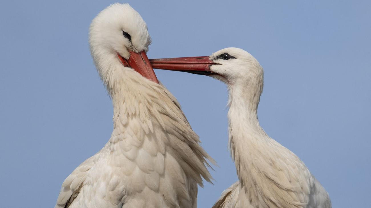 Zahl der Tiere steigt: Storchendichte in Hessen bundesweit am höchsten