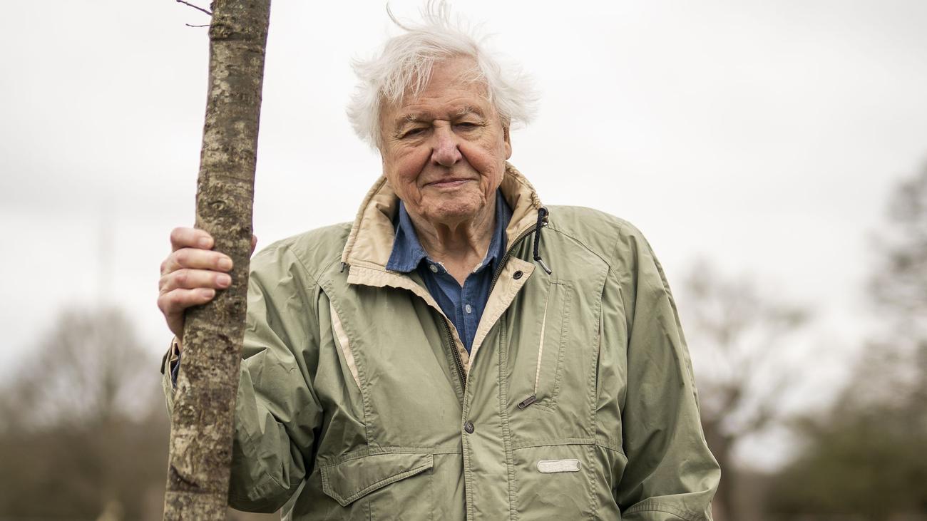 Forscher und Filmemacher: Britisches Urgestein: David Attenborough ist 100