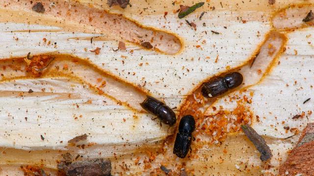 Waldschädlinge: Fichten in Gefahr: Borkenkäfer ausgeschwärmt