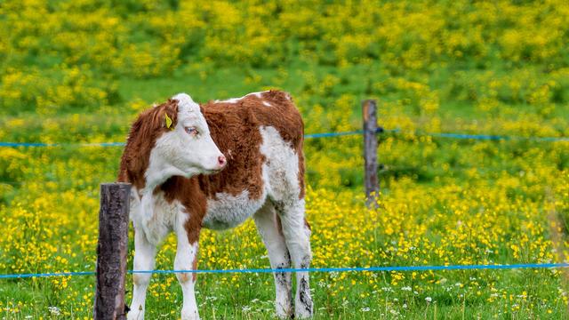 Wettervorhersage: Frühlingswetter in Bayern – Sonne und Wärme kehren zurück