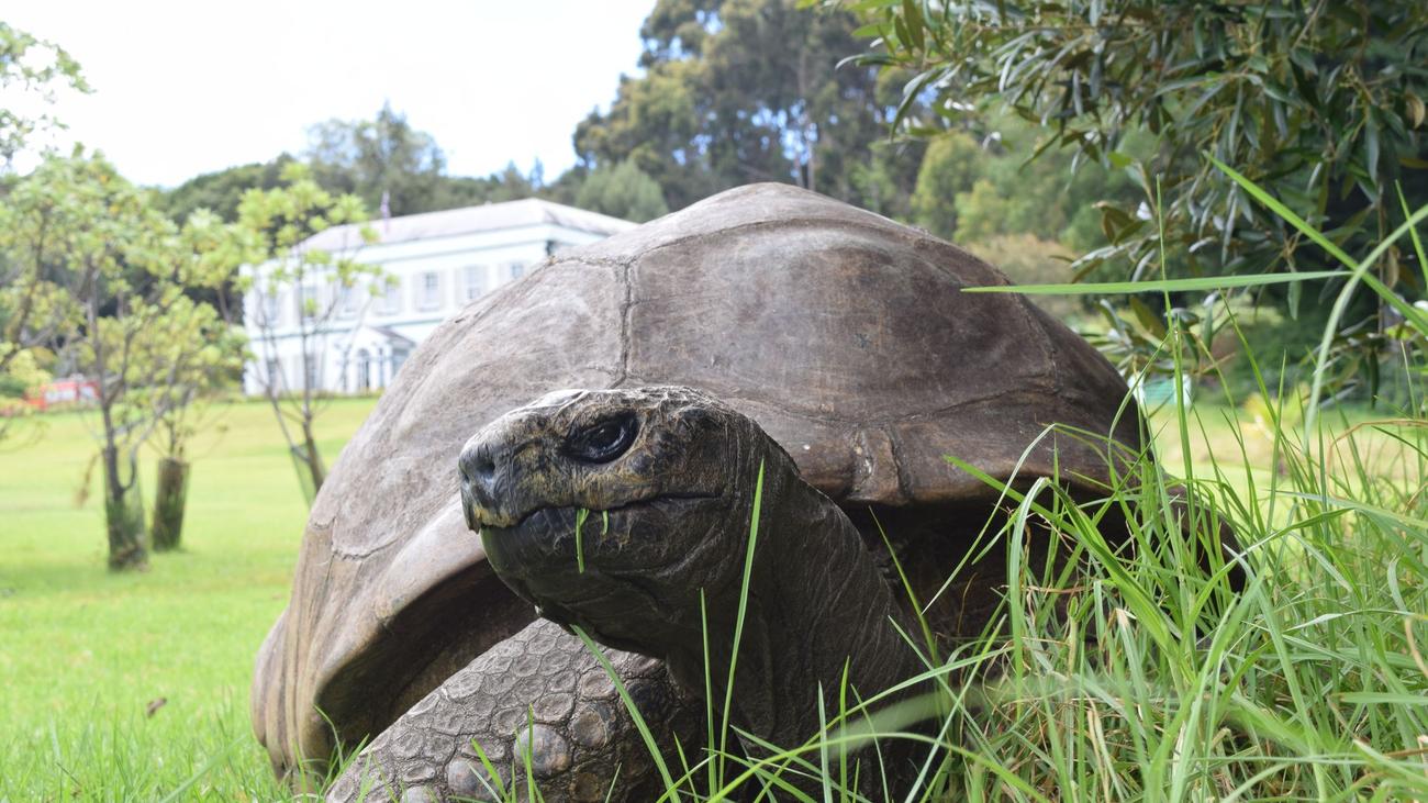 «Shell-ebration»: Geburtstagsgruß von Schildkröte Jonathan für Attenborough
