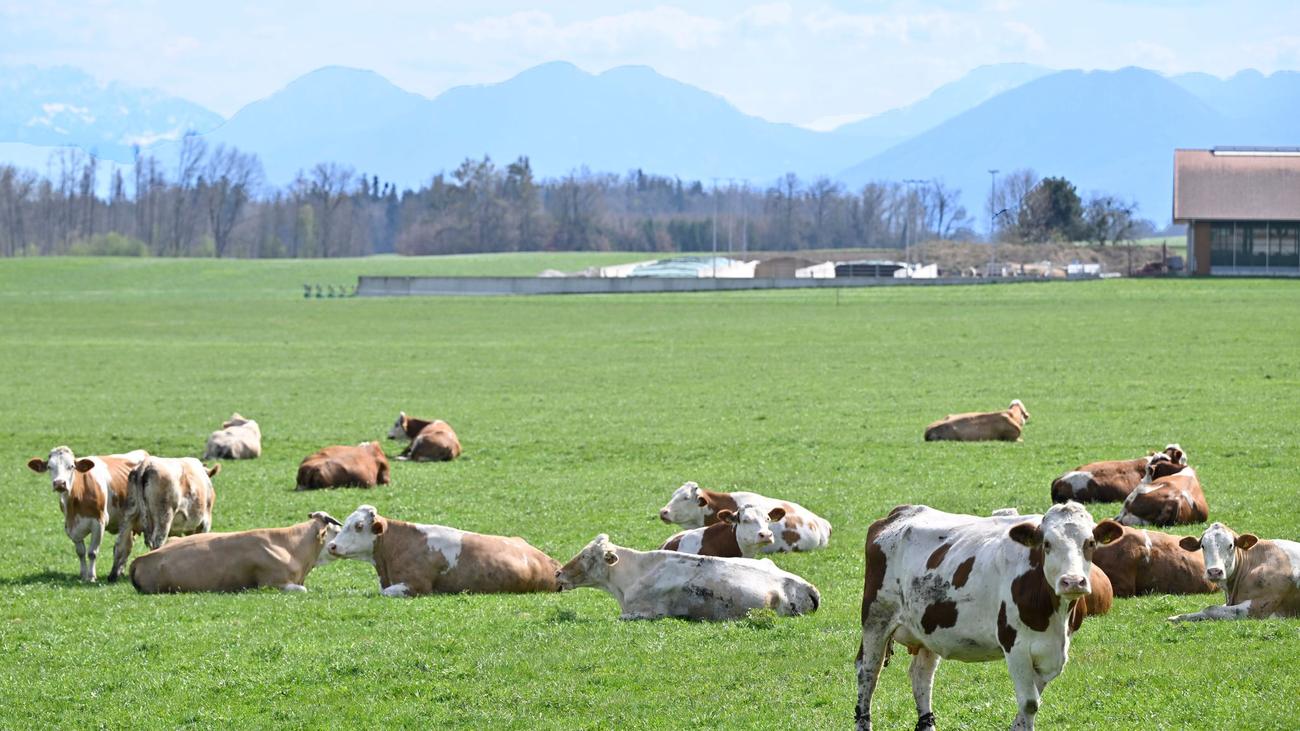 Tiere: Nach Suchaktion: Alle 63 Rinder wieder eingefangen