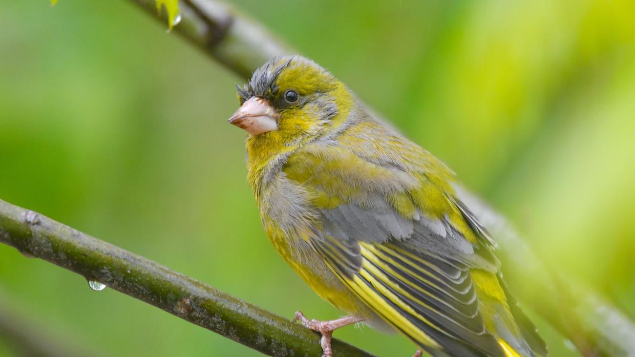 Naturschutz: Vögel zählen im Garten – Nabu ruft zur Mitmachaktion auf