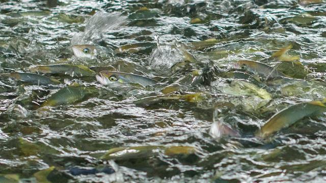 Insolvenz: Völklinger Fischzuchtanlage meldet Insolvenz an