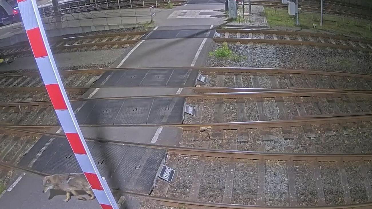 Bremervörde: Wolf läuft übers Bahnhofsgelände