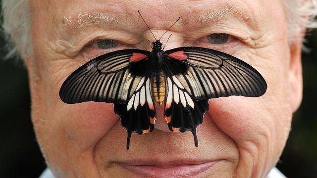 Britisches Königshaus: 100. Geburtstag: König gratuliert Attenborough mit Tiervideo