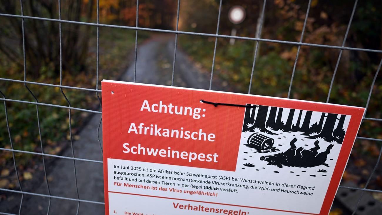 Tierseuche: Neue Schweinepest-Fälle nahe Hessen: Sperrzone wird größer