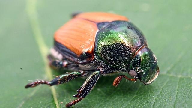 Invasiver Schädling: So wird der Japankäfer in Hessen bekämpft