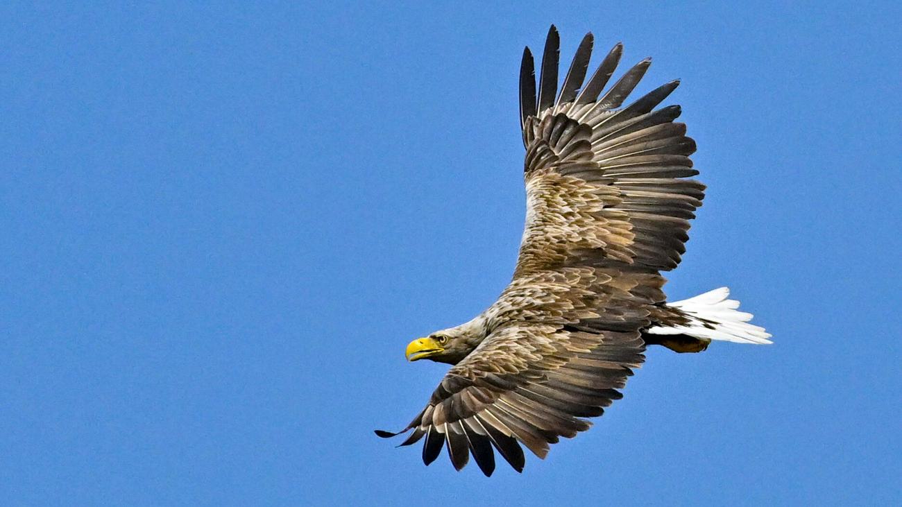 Naturschutz: Sorge um Vögel und Fledermäuse: Nabu geht gegen Windpark vor