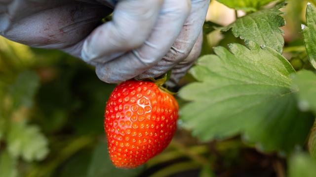 Noch in Hochtunneln: In Niedersachsen werden die ersten Erdbeeren gepflückt