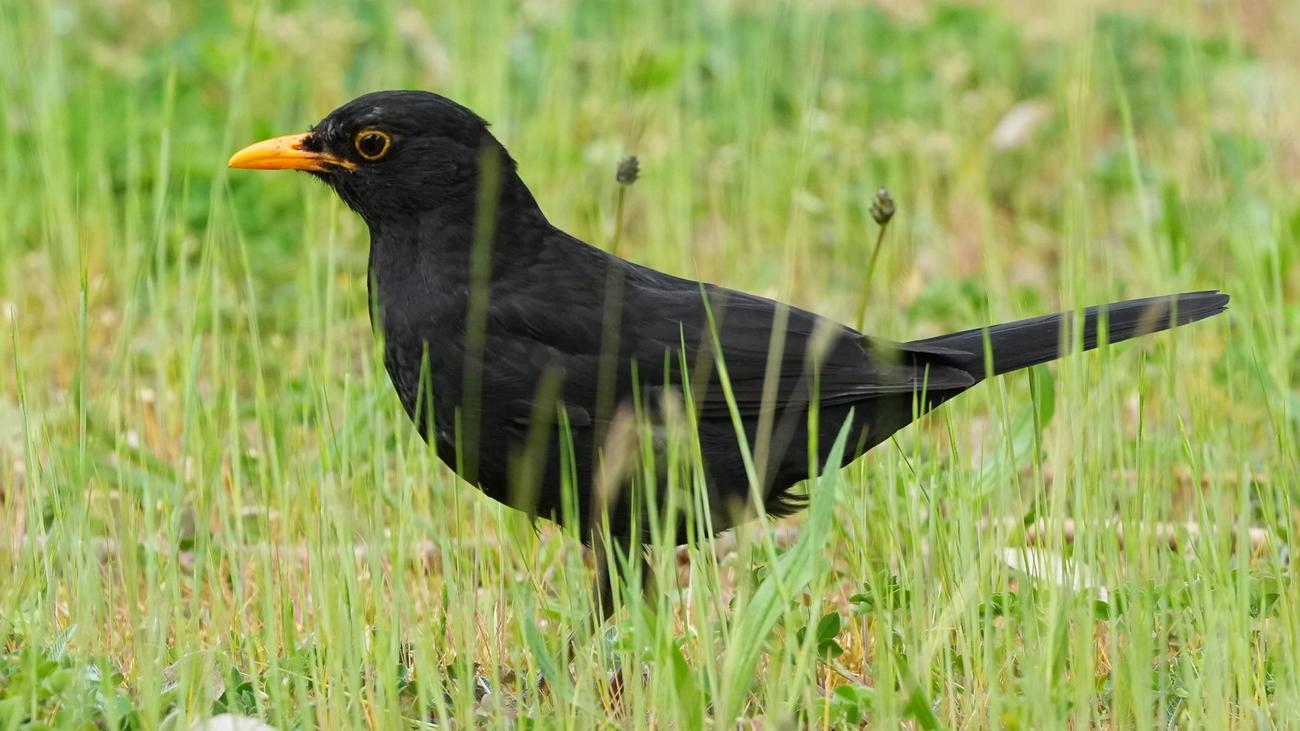 «Stunde der Gartenvögel»: Mehr Amseln in Thüringen – Zählaktion zeigt Erholungstrend