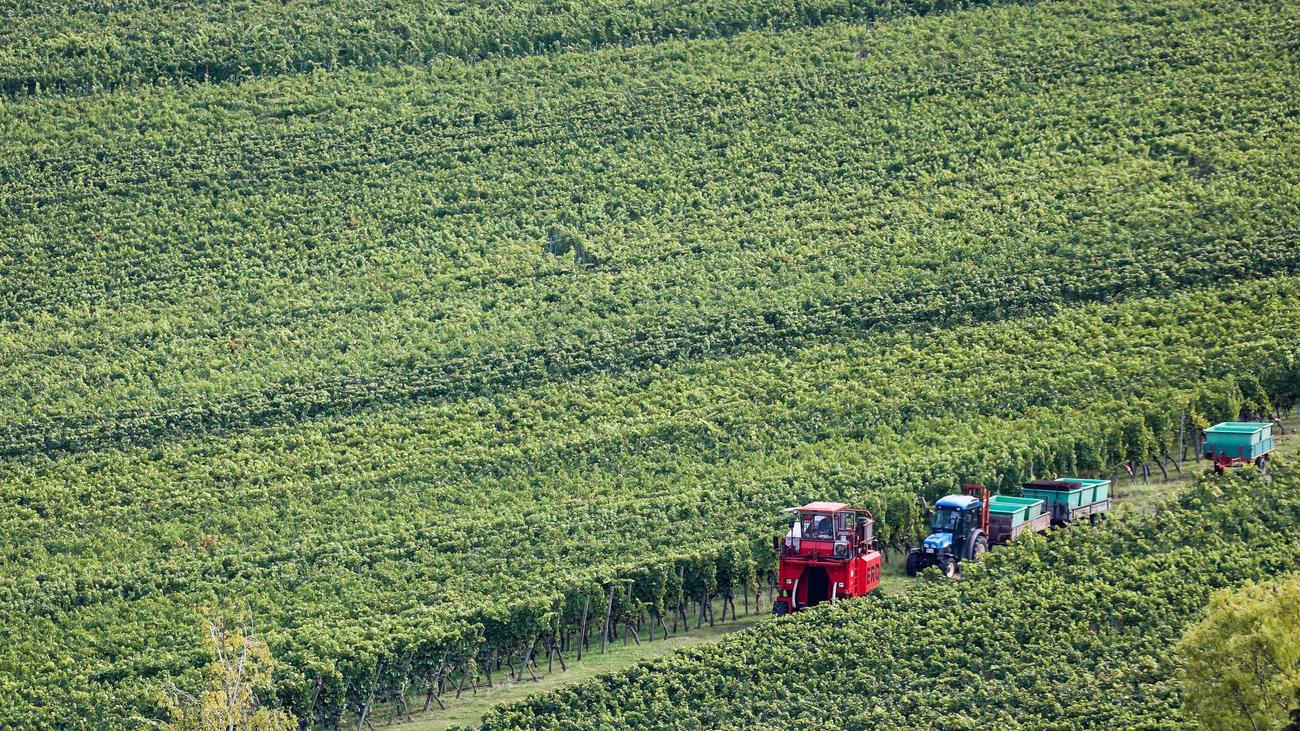 Weinbau: Steigende Kosten drücken Winzer-Löhne trotz harter Arbeit
