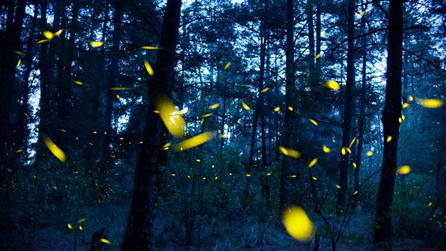 Spurensuche im Pfälzerwald: Wo sind die Glühwürmchen?