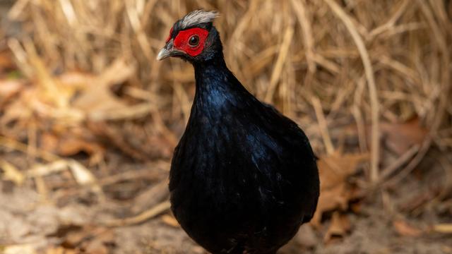 Zoo-Tiere kommen nach Vietnam: Seltene Vietnamesische Fasane werden in Vietnam ausgewildert