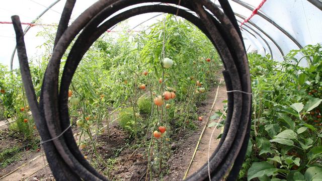 Kleine Anbauflächen: Wenige Betriebe mit solidarischer Landwirtschaft