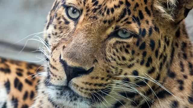 Tiere: Zoo Hoyerswerda trauert um Leopard San