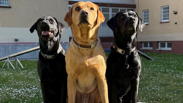 Justiz: Hunde als Eisbrecher – Soziales Training im Jugendarrest