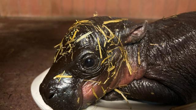 Seltene Art: Nach Toni: Erneut Zwergflusspferd-Nachwuchs im Berliner Zoo