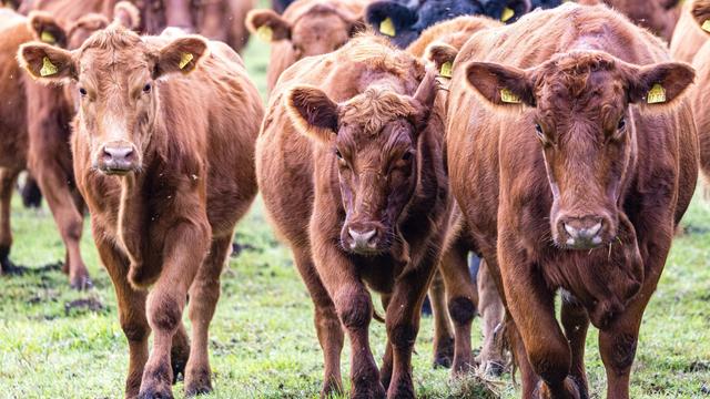 Viehdiebe: Schon wieder Rinder in Südbrandenburg gestohlen