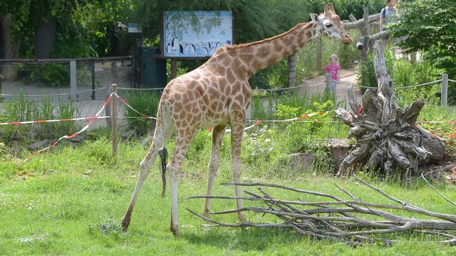 Verlust im Zoo Magdeburg: In Magdeburg ist ein Giraffenkalb tot zur Welt gekommen. (Archivbild)